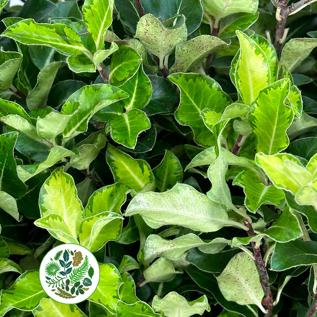 Pittosporum &#39;Lemon&#39; 50cm (150g)