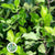 Pittosporum 'Lemon' 50cm (150g)