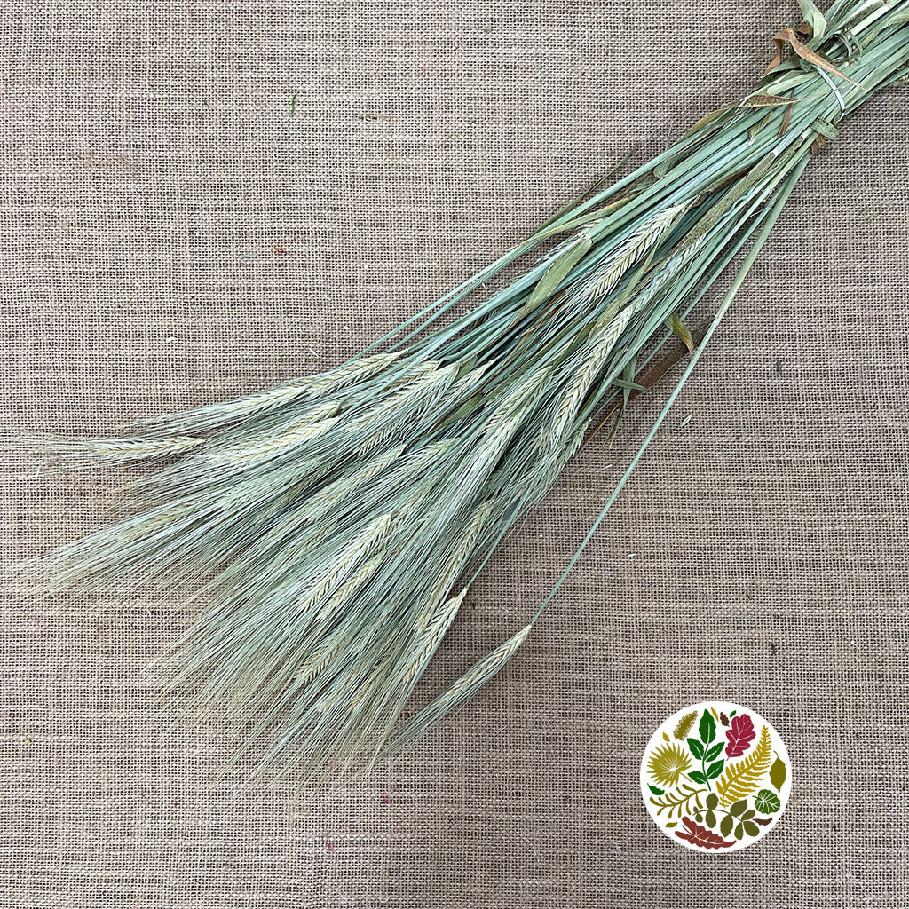 Grass &#39;Triticale&#39; (Wheat) (DRY)