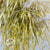Grass 'Stipa Gigantea' 120cm (x10)