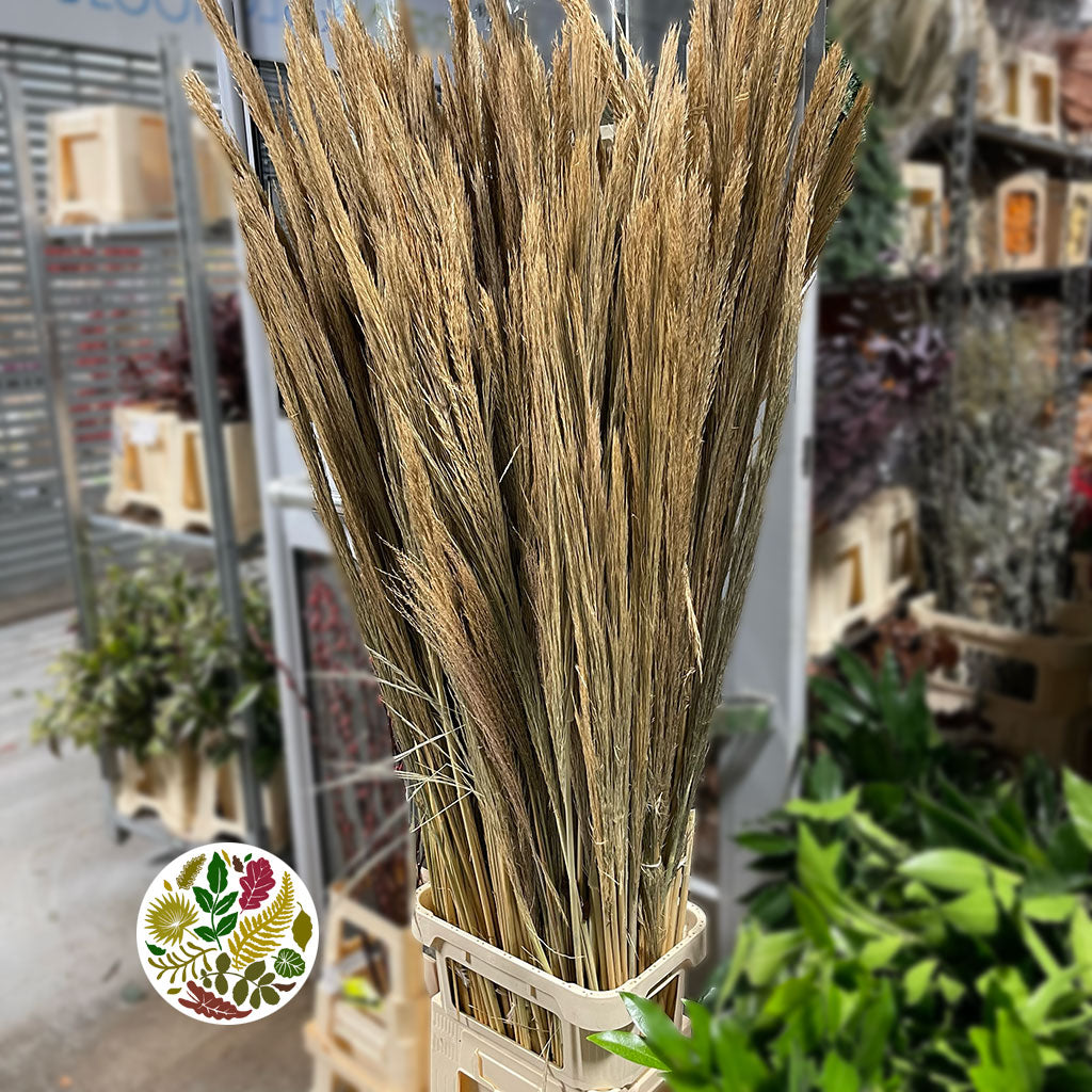 Grass &#39;Ampelodesmos&#39; (Natural) (DRY) 110cm (100g)