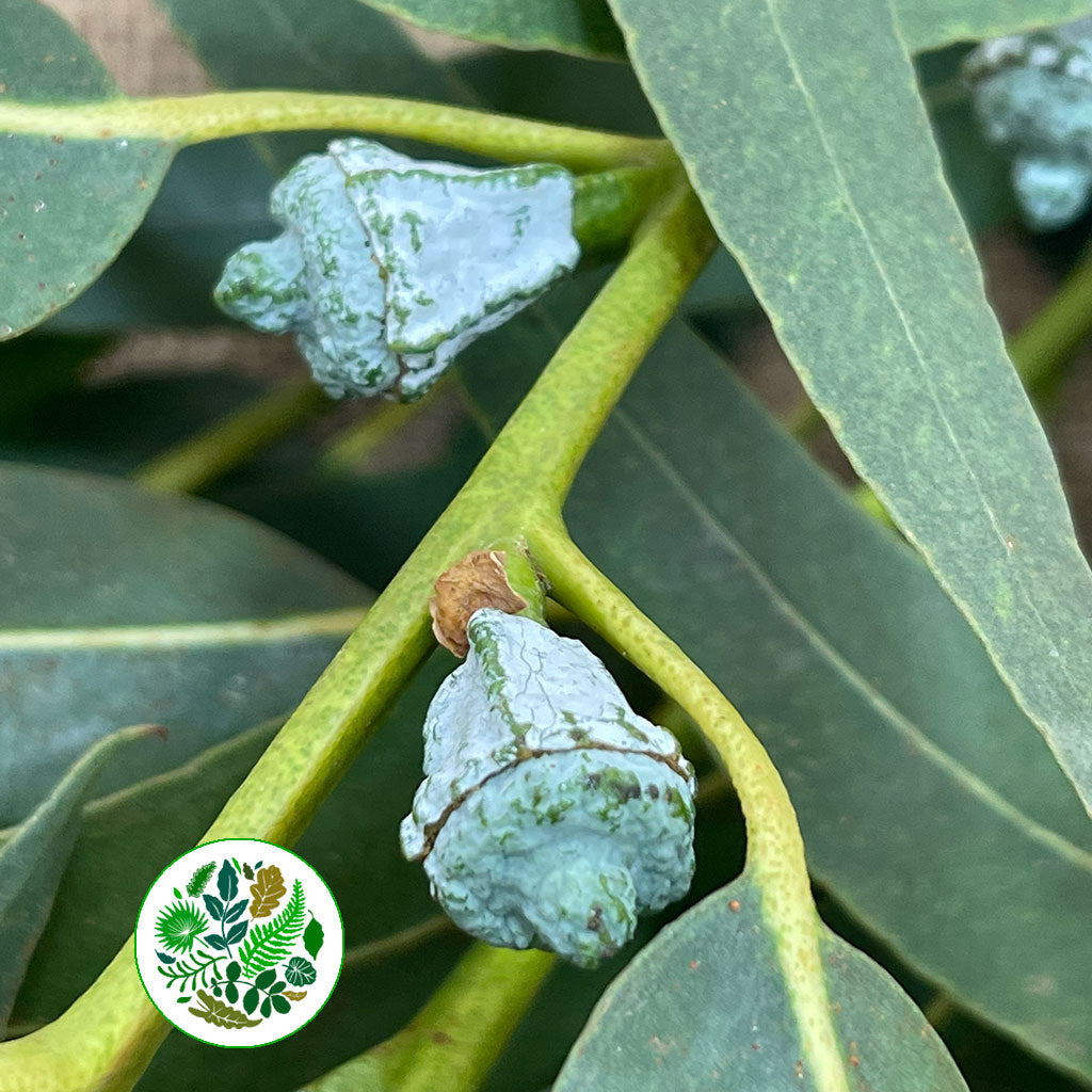 Eucalyptus &#39;Victoria Berried&#39; (300g)