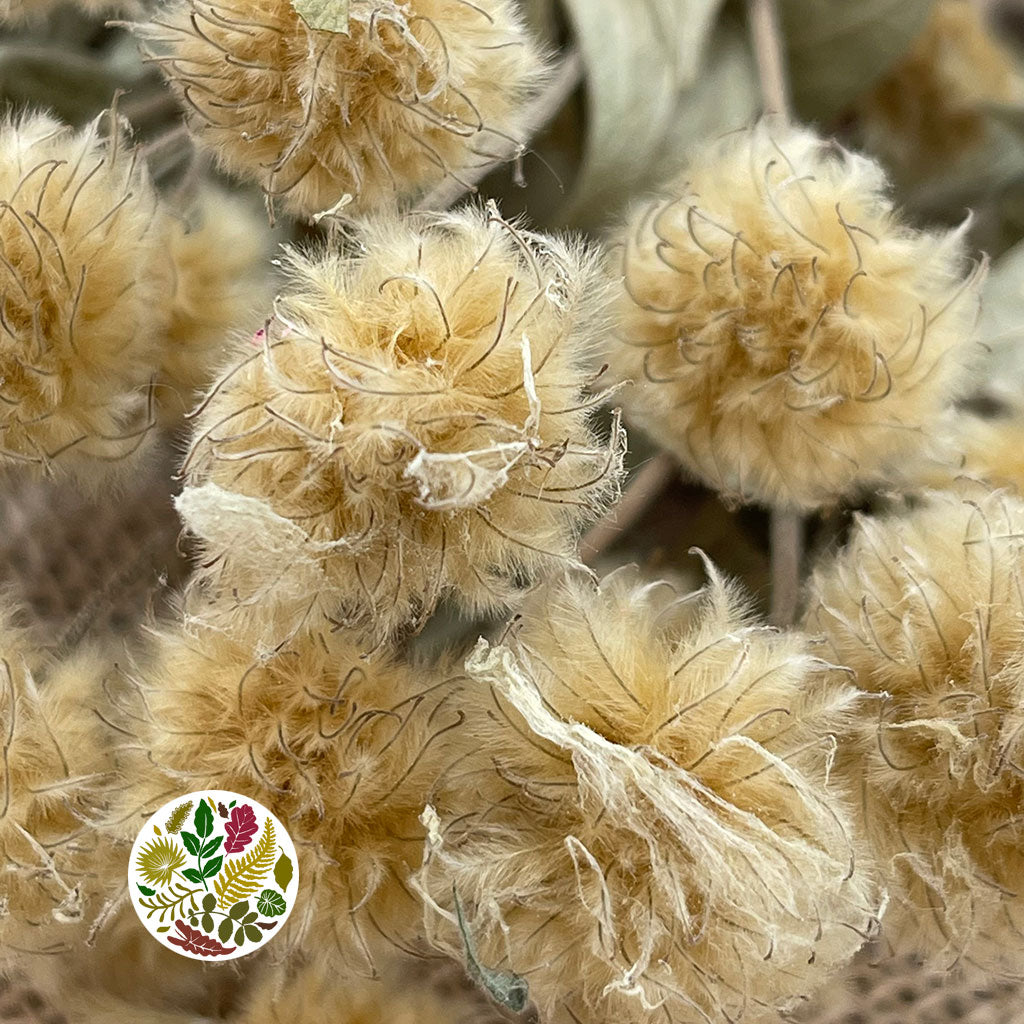 Clematis &#39;Flower&#39; (DRY)