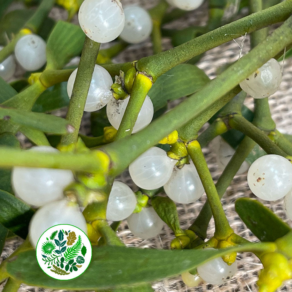 Mistletoe (Various Sizes)