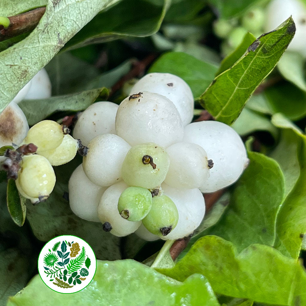 Snowberry &#39;White&#39; (250g)