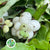 Snowberry 'White' (250g)