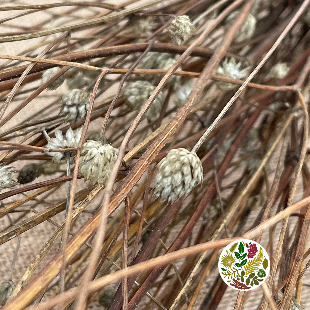 Gomphrena Wild &#39;Depressa&#39; (Natural) (DRY) 35cm