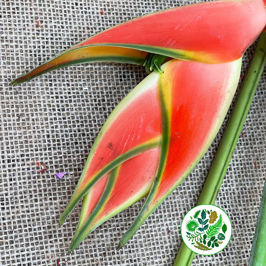 Heliconia &#39;Wagneriana&#39; Small 1m (Per Stem)