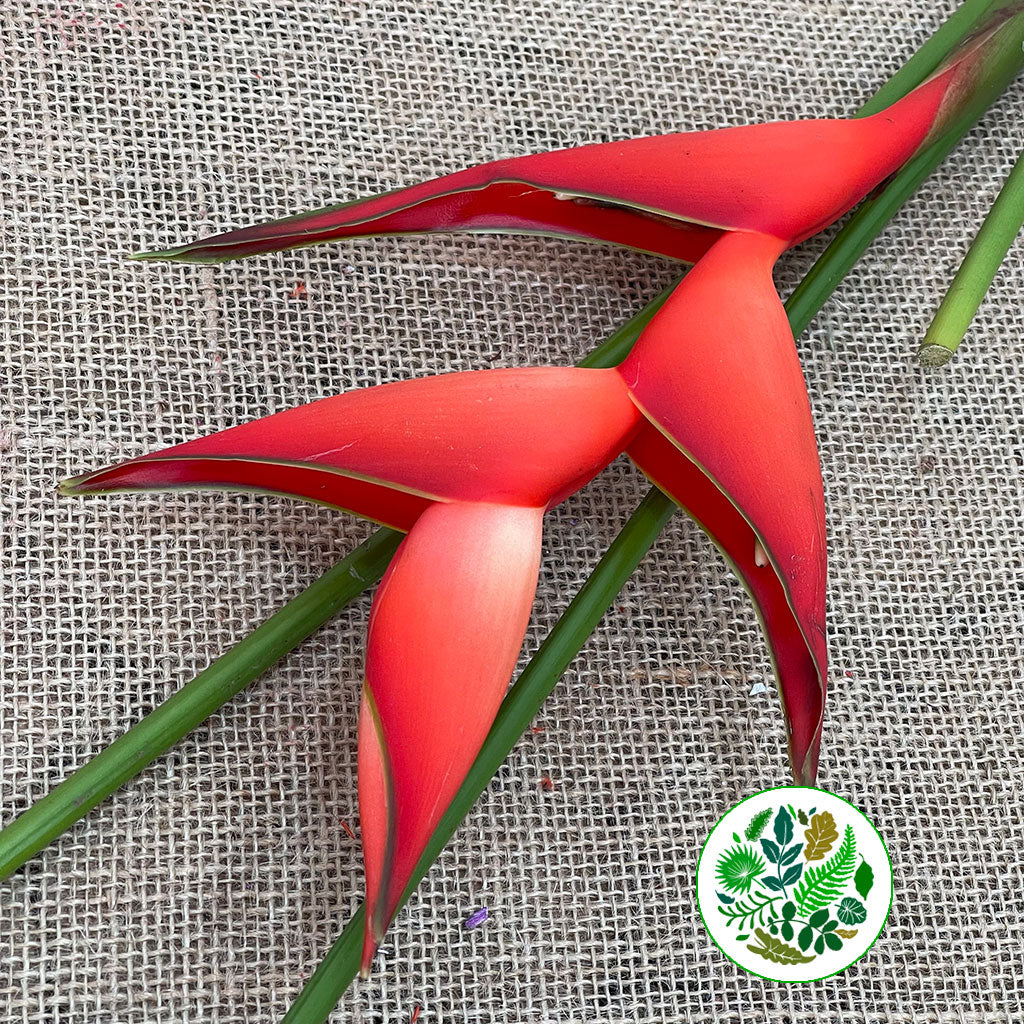 Heliconia &#39;Red Stricta Tropical&#39; Small (Per Stem)