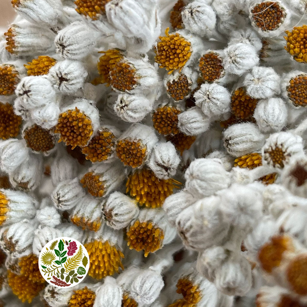 Senecio &#39;Maritima Flower&#39; (DRY)