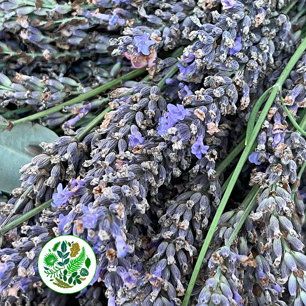 Lavender &#39;Flower&#39; (Wild) (Loose Bundle)