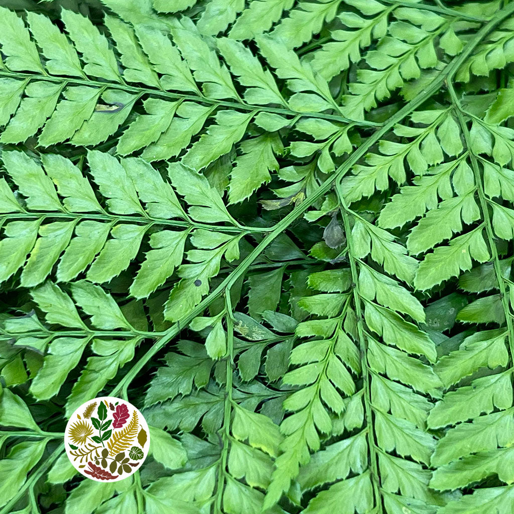 Fern &#39;Leather Leaf&#39; (Preserved) (Green) (DRY)