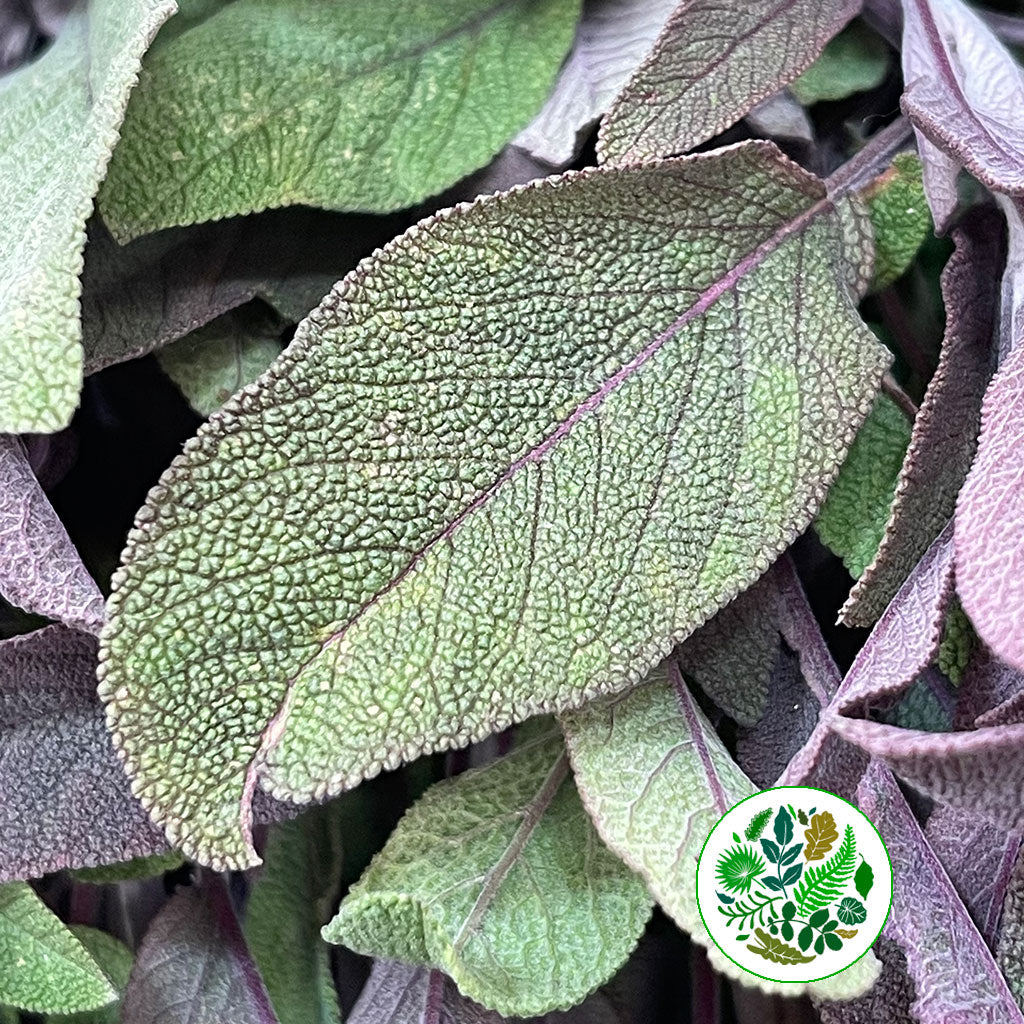 Sage &#39;Purple Herb&#39; (Cultivated E) 50cm (x10)