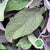 Sage 'Purple Herb' (Cultivated E) 50cm (x10)