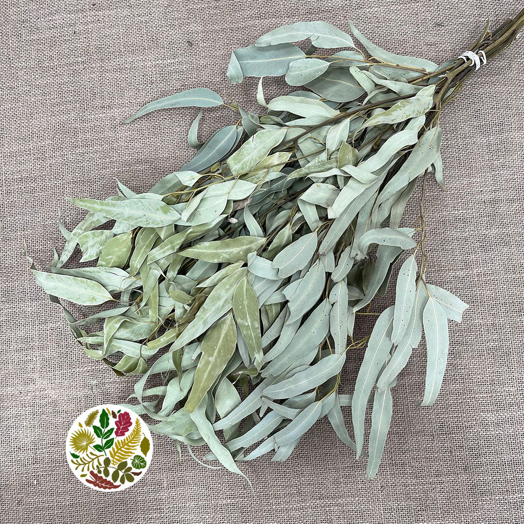 Eucalyptus &#39;Willow&#39; (Natural) (DRY) 55cm