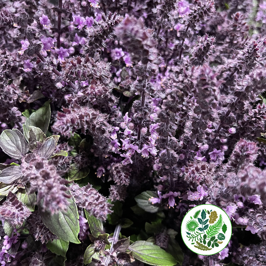 Mint Basil Purple Cultivated E x10