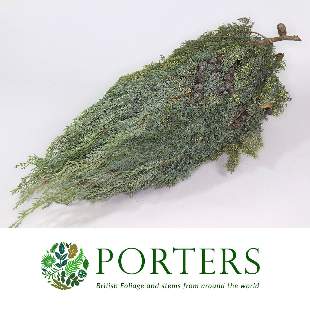 Conifer &#39;Arizonia&#39; 3kg 55cm