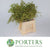 Eucalyptus 'Tectifolia Berries' 60cm (250g)