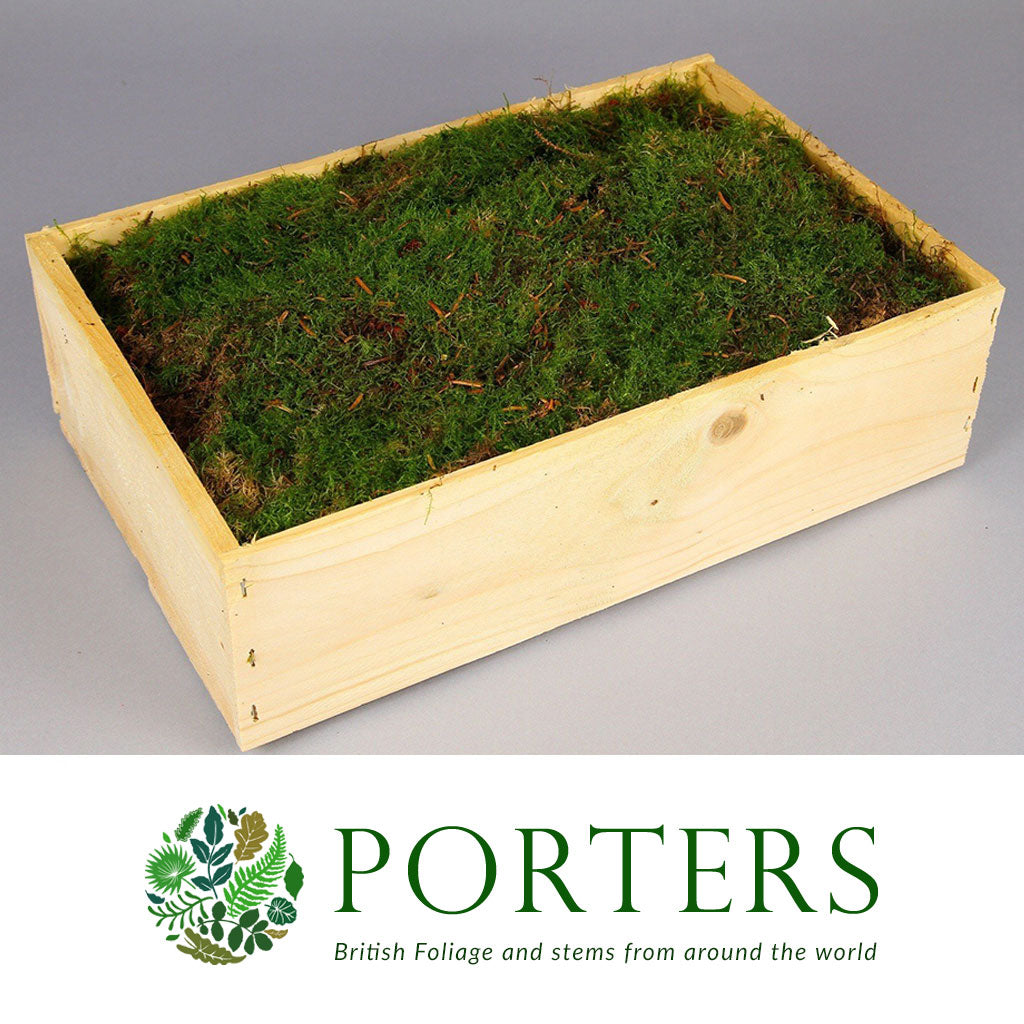 Moss &#39;Flat Moss&#39; (Wooden Box)