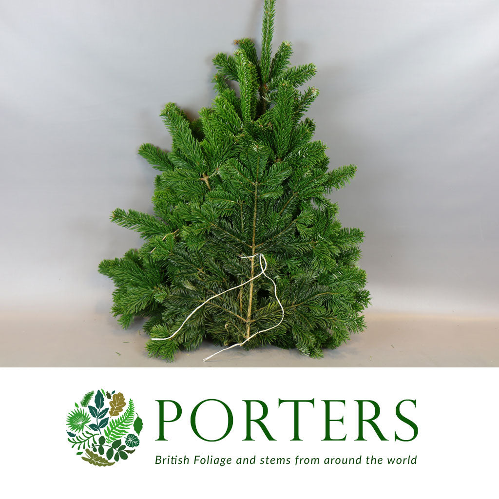 Pine &#39;Nordman&#39; (5kg)