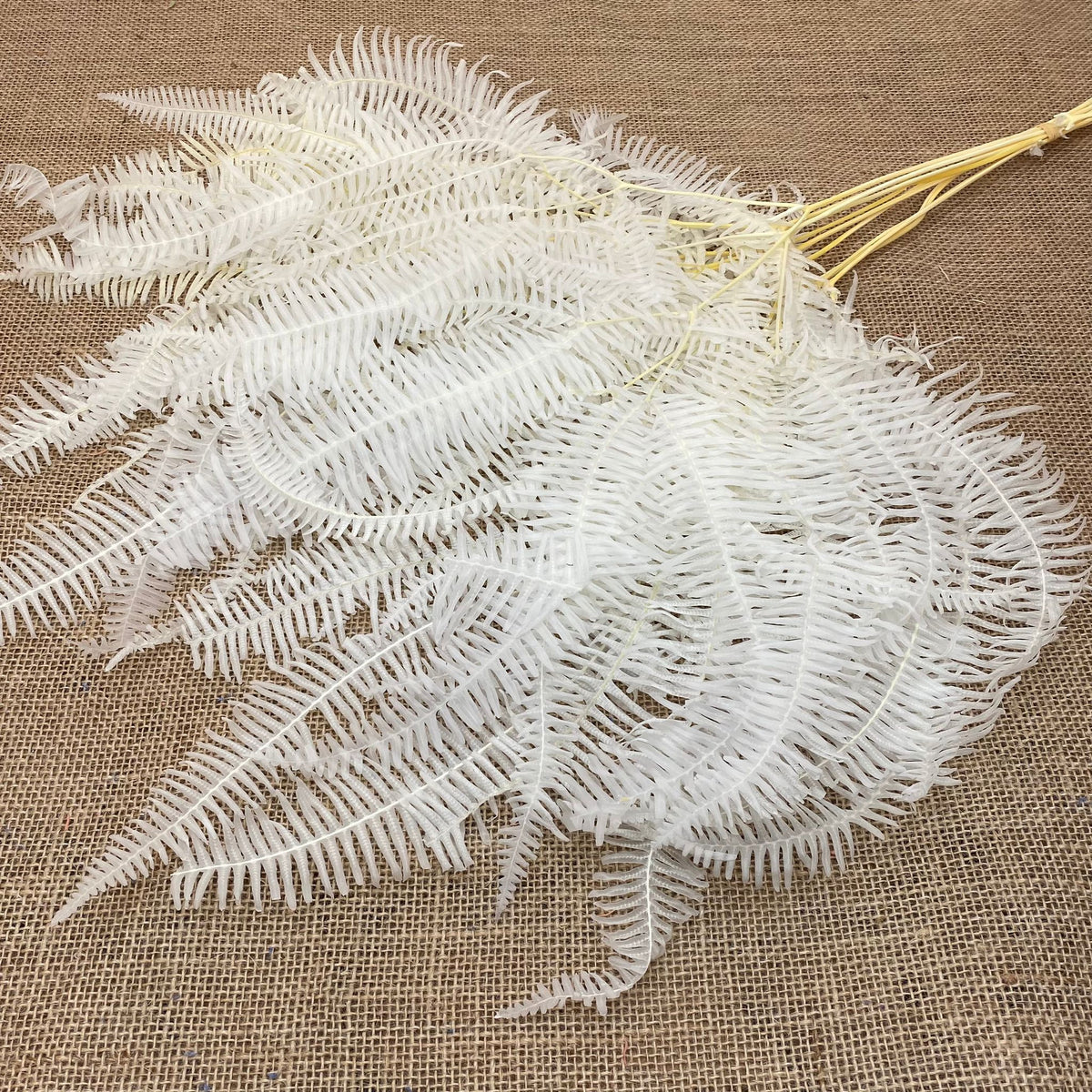 Fern &#39;Coral Fern&#39; (Bleached) (DRY) 70cm (x10)