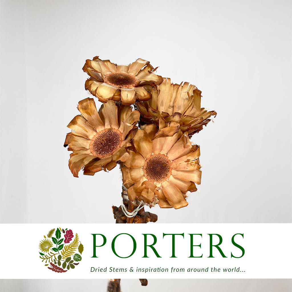 DRY Flowers Natural - Porters Foliage Ltd