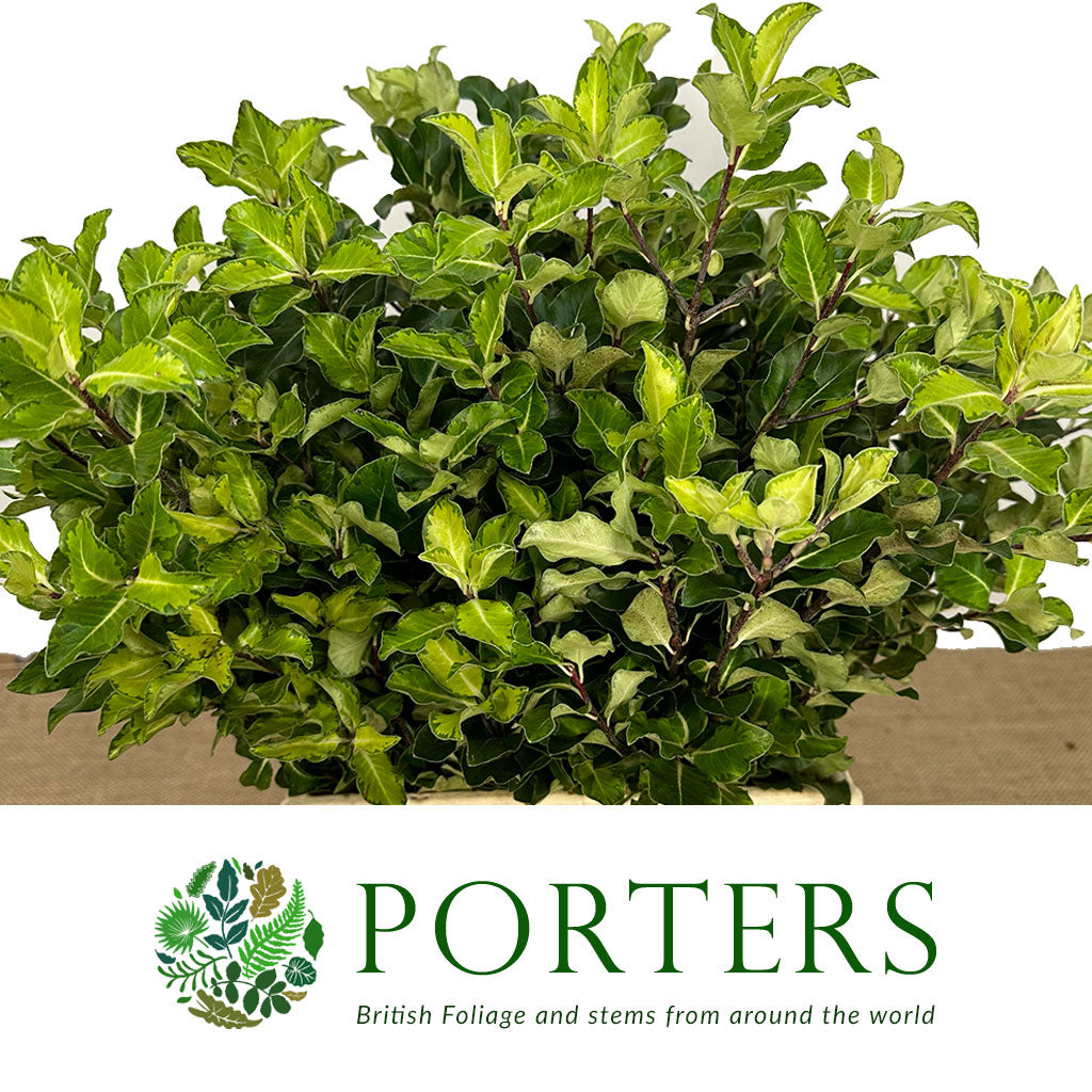 Pittosporum &#39;Lemon&#39; 50cm (150g)