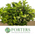 Pittosporum 'Lemon' 50cm (150g)