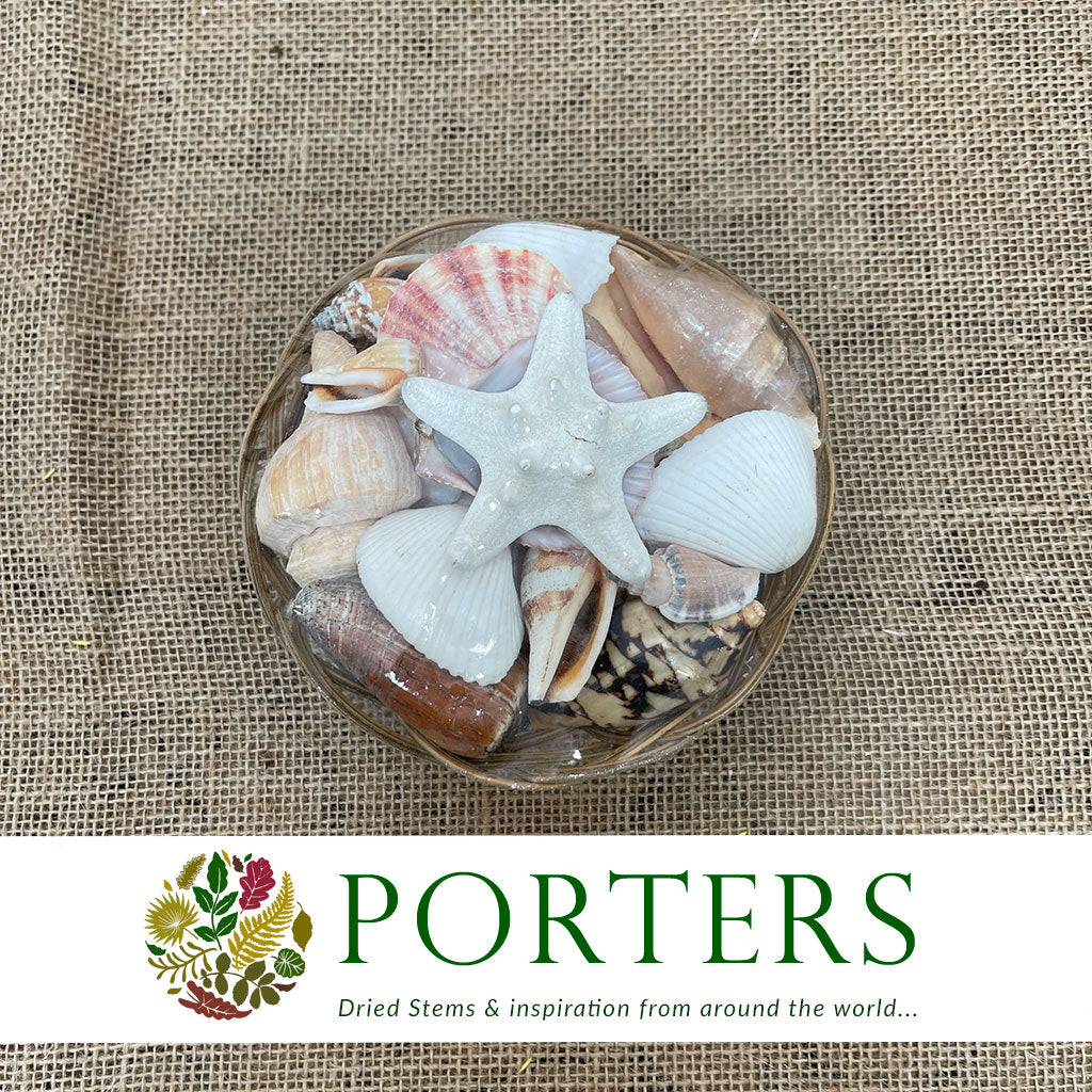 Shells Midrib Assortment (15cm x 6cm)