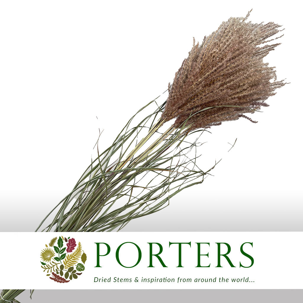 Grass &#39;Miscanthus&#39; (DRY) (Cultivated E) 120cm (x10)