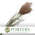 Grass 'Miscanthus' (DRY) (Cultivated E) 120cm (x10)