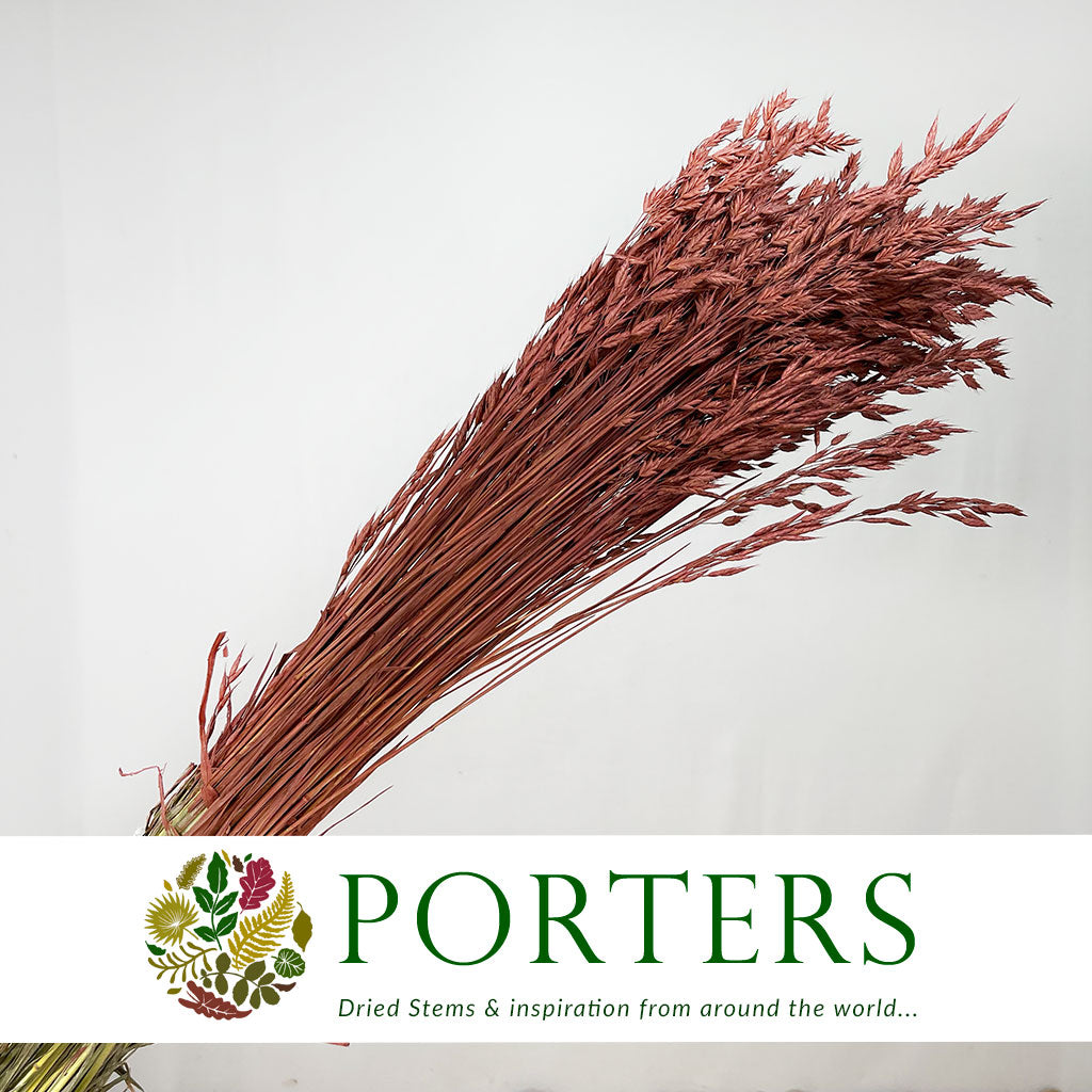 Grass &#39;Bromus&#39; (Autumnal) (DRY) (100g)