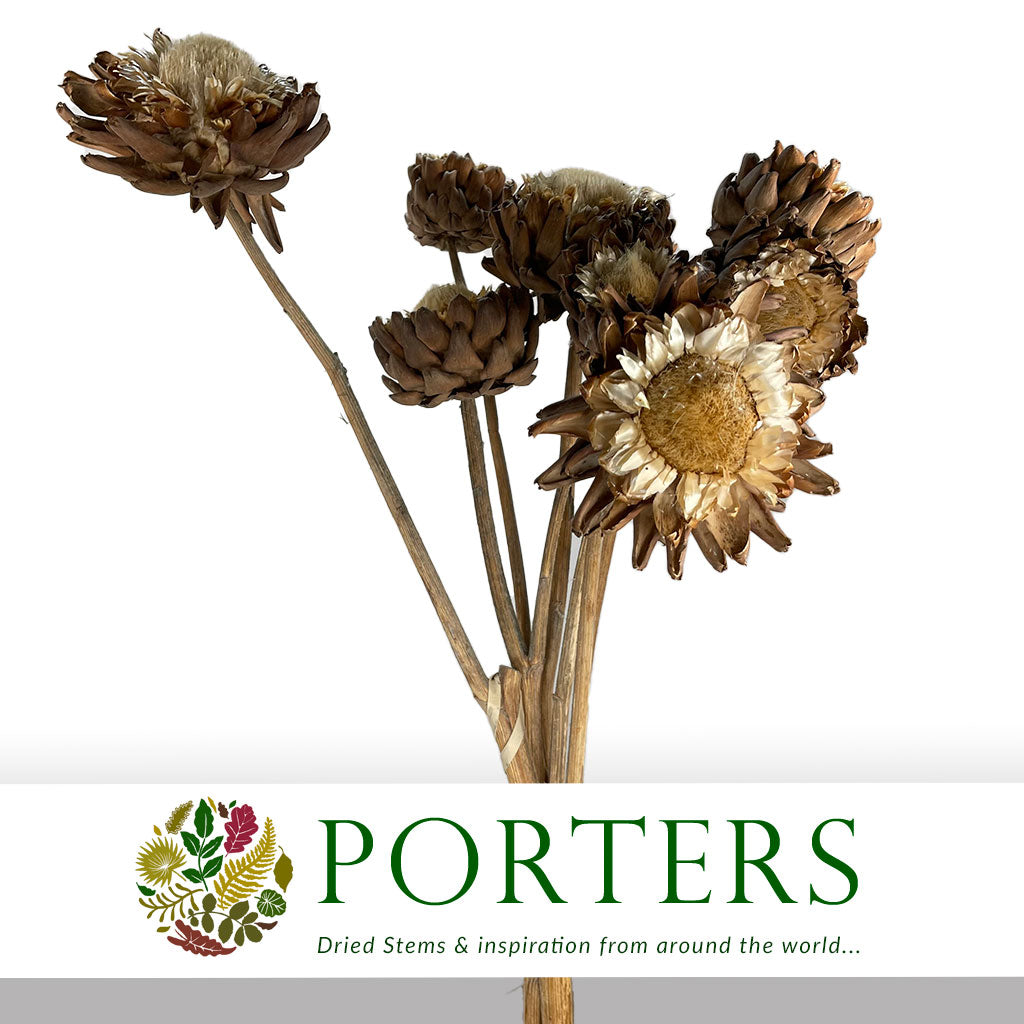 DRY Flowers Natural - Porters Foliage Ltd