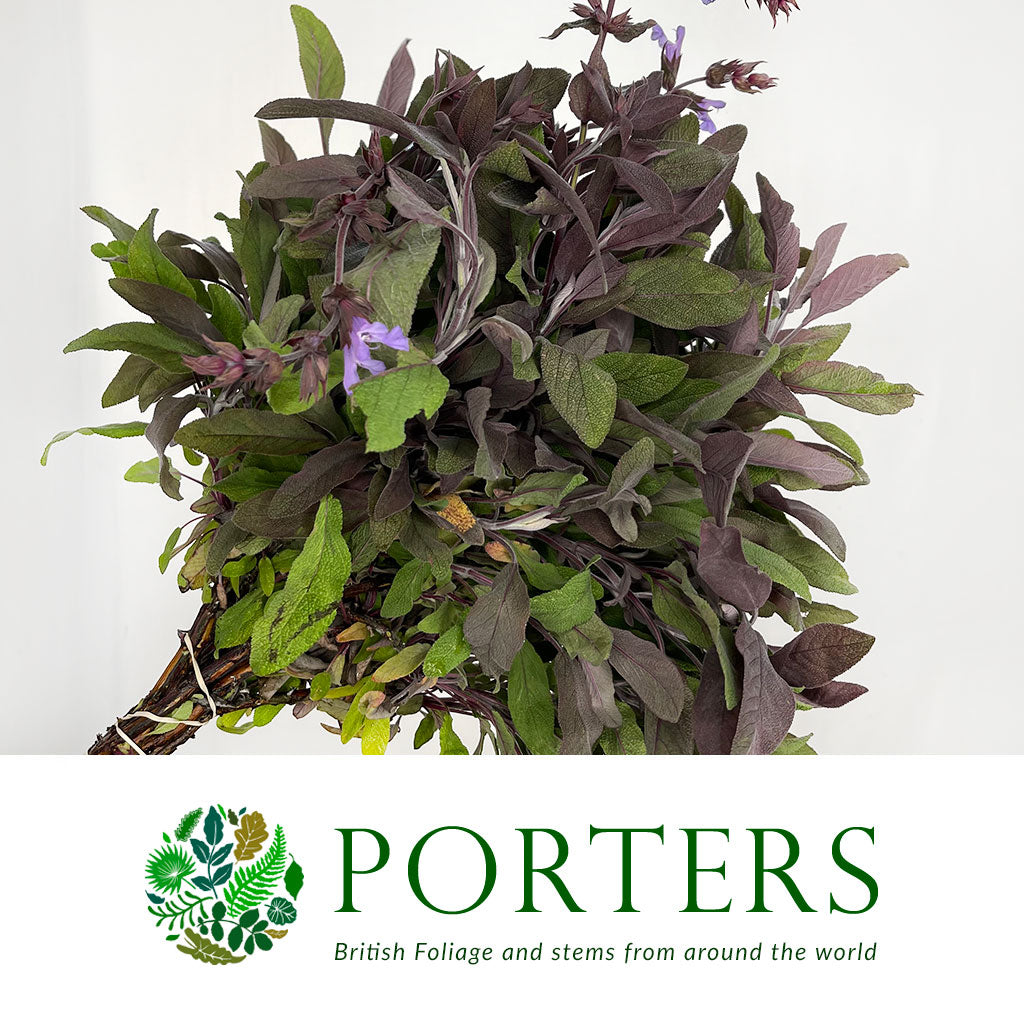 Sage &#39;Purple Herb&#39; (Cultivated E) 50cm (x10)