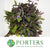 Sage 'Purple Herb' (Cultivated E) 50cm (x10)