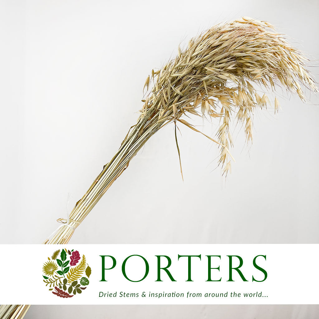 Grass &#39;Oats&#39; Tall (Avena) (DRY)