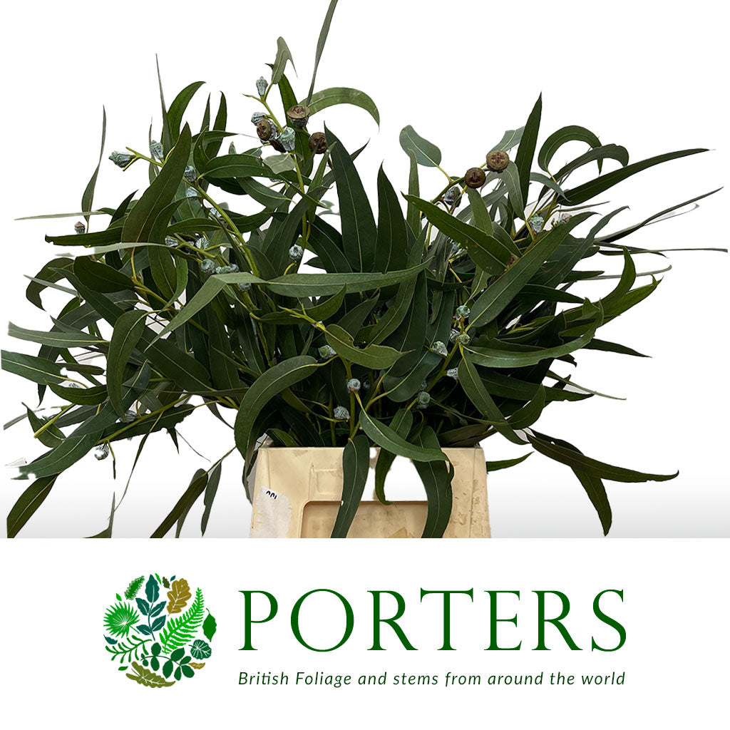 Eucalyptus &#39;Victoria Berried&#39; (300g)