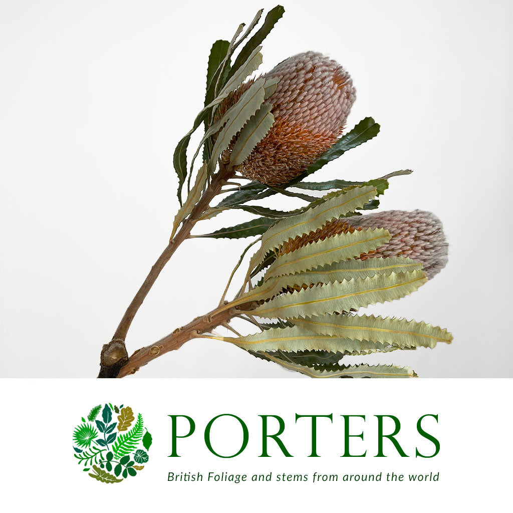 Protea &#39;Banksia&#39; (Burdettii) 40cm (per stem)