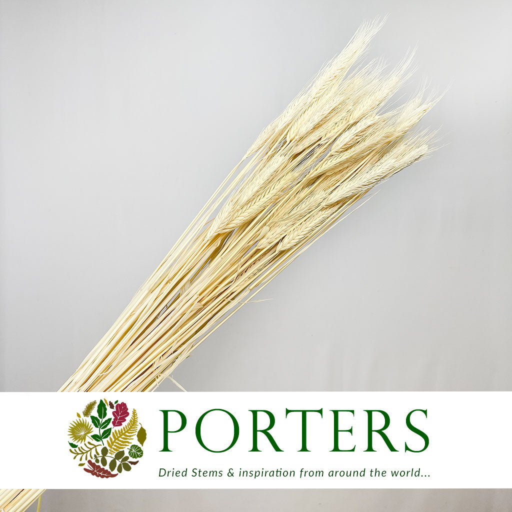 Grass &#39;Hordeum&#39; (Bleached) (DRY) (200g)